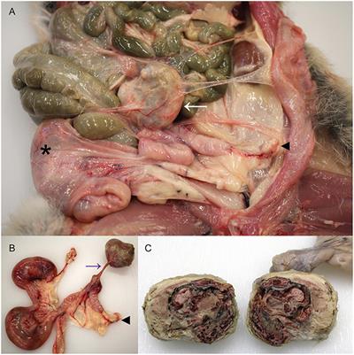 Abdominal Ectopic Pregnancy and Impaired Postnatal Mammary Gland Development, Consistent With Physiologic Agalactia, in a Wild European Rabbit, Oryctolagus cuniculus